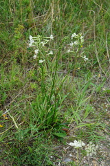 Silene multiflora