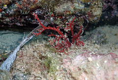 Sphaerococcus coronopifolius