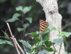 Herona marathus