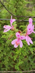 Pelargonium