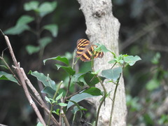 Herona marathus