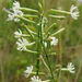 Silene multiflora - Photo (c) Patrick Hacker, algunos derechos reservados (CC BY), uploaded by Patrick Hacker