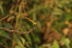 Sympetrum kunckeli