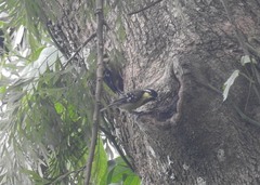 Machlolophus aplonotus