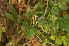 Sympetrum kunckeli