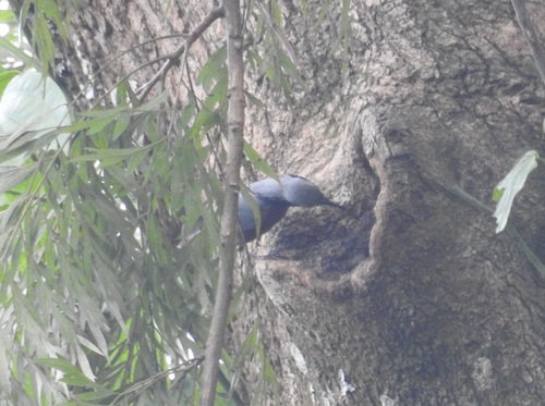 Indian Nuthatch (Sitta castanea), photo 8