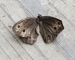 Cercyonis oetus