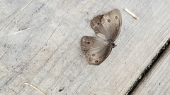 Cercyonis oetus