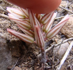 Eriospermum paradoxum