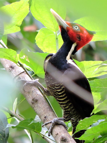 Pale-billed Woodpecker