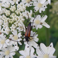 Stenurella melanura