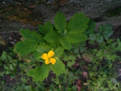 Chelidonium majus