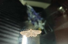 Lepidoptera