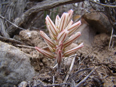 Eriospermum paradoxum