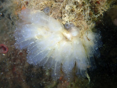 Clavelina oblonga