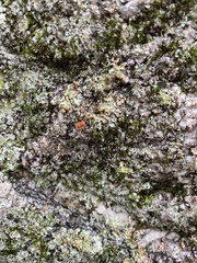 Leiobunum politum