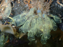 Clavelina sabbadini