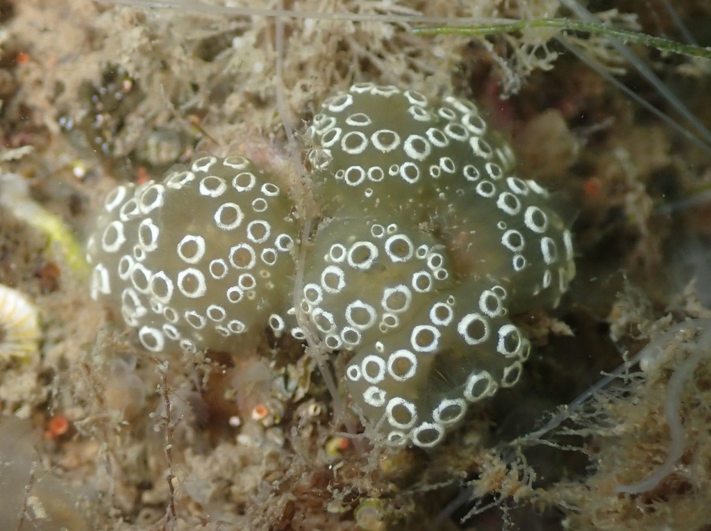 Mottled Encrusting Tunicate
