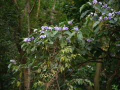Solanum wrightii