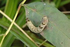 Melanchra persicariae