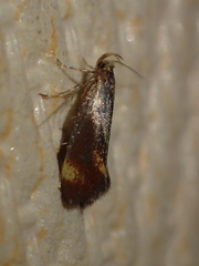 Metalampra