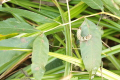 Melanchra persicariae
