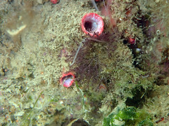 Pyura dura
