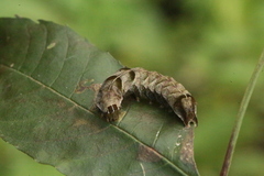 Melanchra persicariae