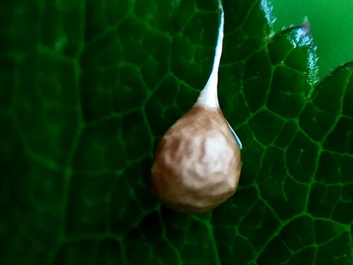 Common Eastern Ray Spider
