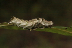 Melanchra persicariae