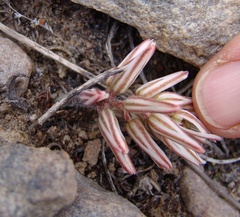 Eriospermum paradoxum