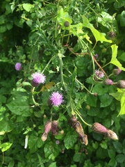 Cirsium arvense