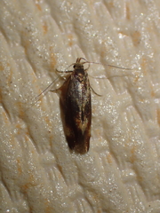 Metalampra