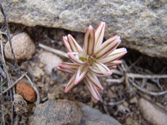 Eriospermum paradoxum
