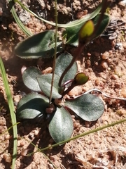 Disa biflora