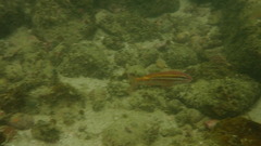 Parupeneus biaculeatus