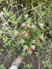Pluchea foetida foetida