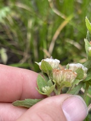 Pluchea foetida foetida