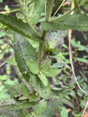 Pluchea foetida foetida