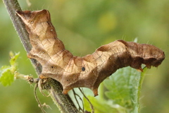Melanchra persicariae