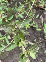 Pluchea foetida foetida