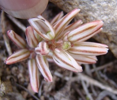 Eriospermum paradoxum