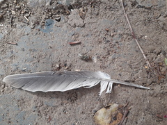 Streptopelia decaocto