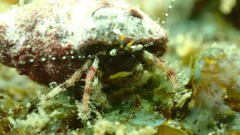 Pagurus decimbranchiae