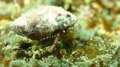 Pagurus decimbranchiae