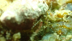 Pagurus decimbranchiae