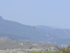 Papilio multicaudata