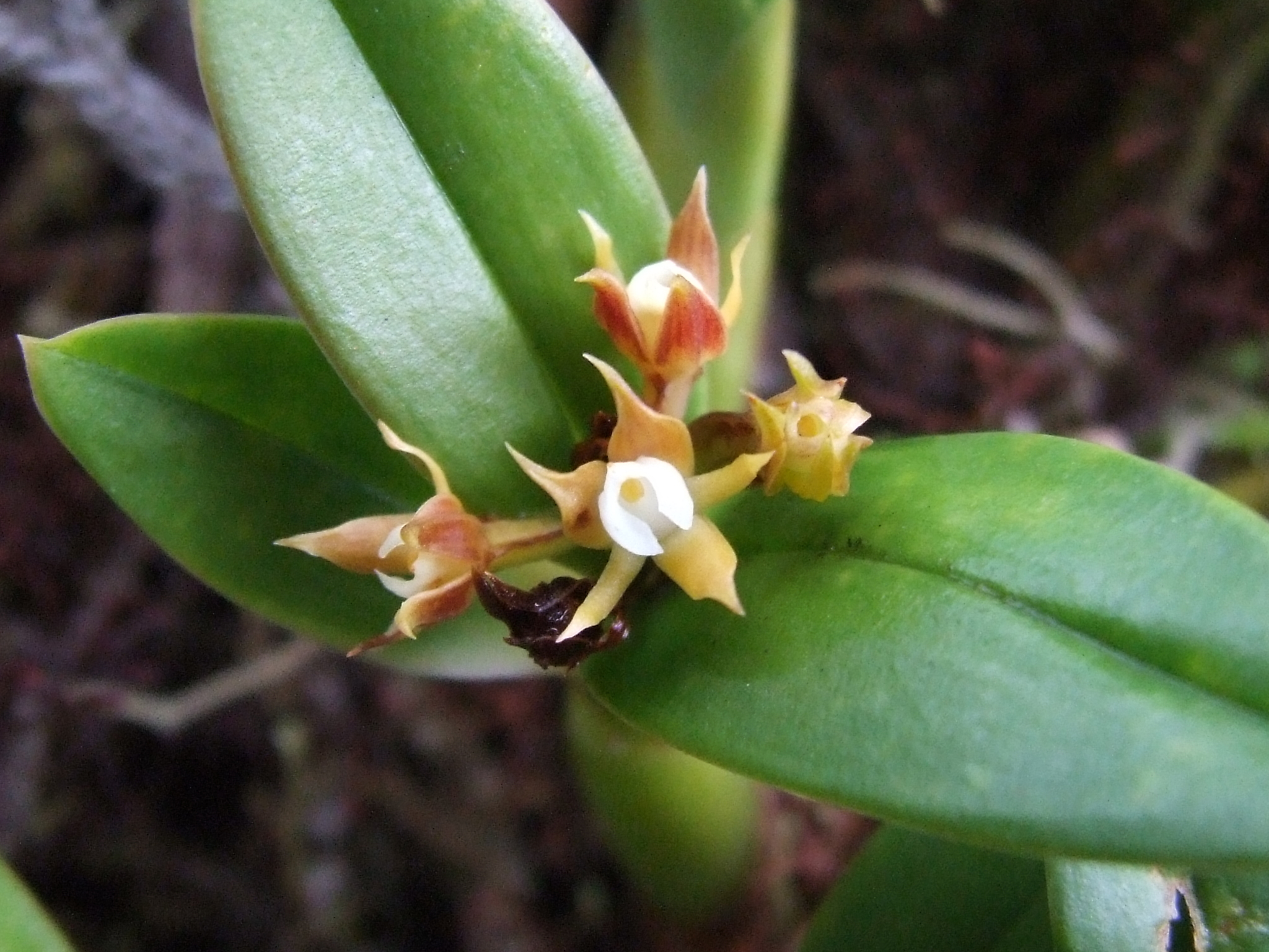 Prosthechea pygmaea