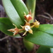 Dwarf Butterfly Orchid - Photo (c) Thibaud Aronson, some rights reserved (CC BY-SA), uploaded by Thibaud Aronson