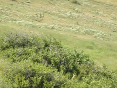 Papilio multicaudata